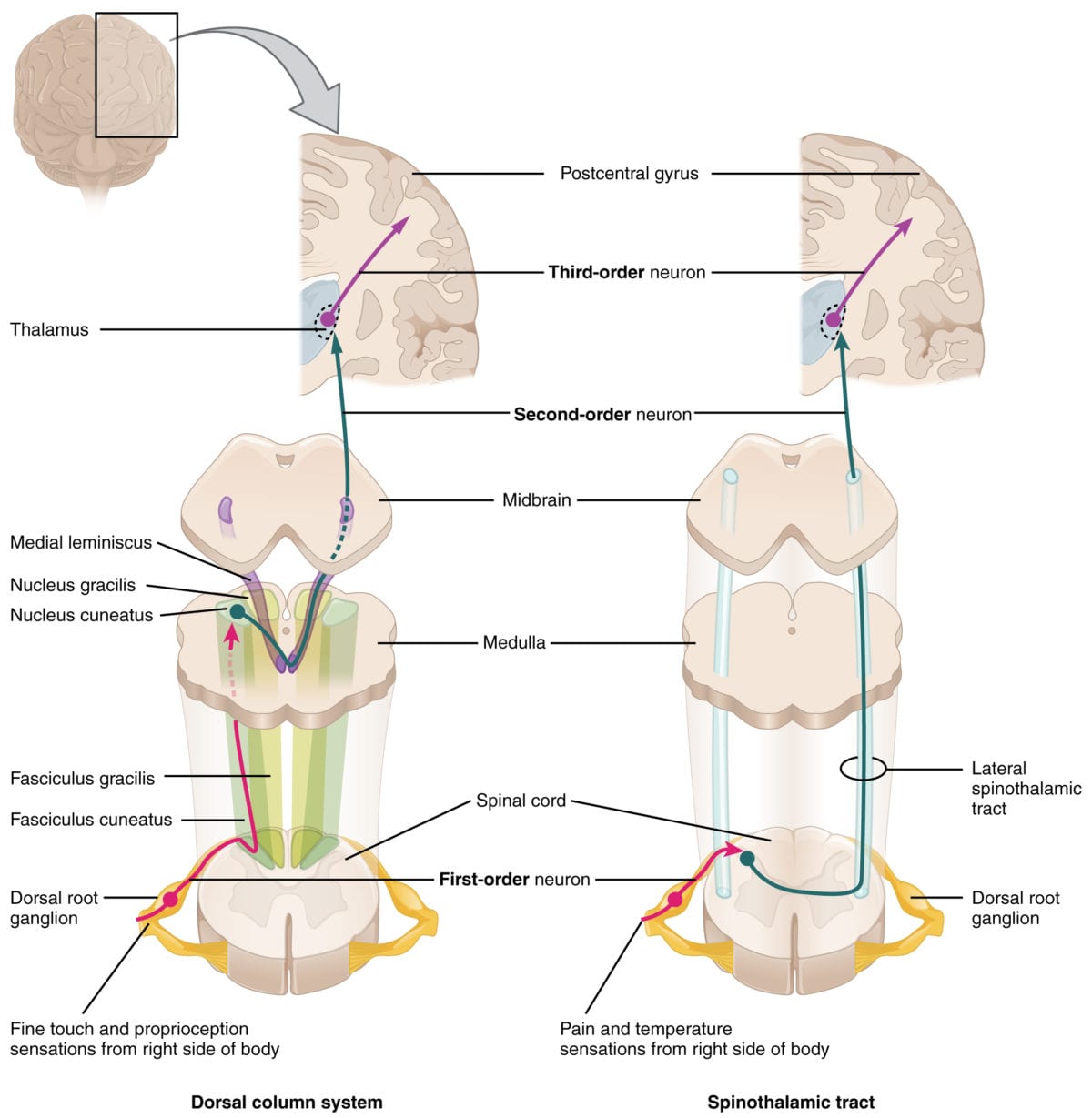 spine anatomy and pathology of disease spinal cord pain and sensory pathway