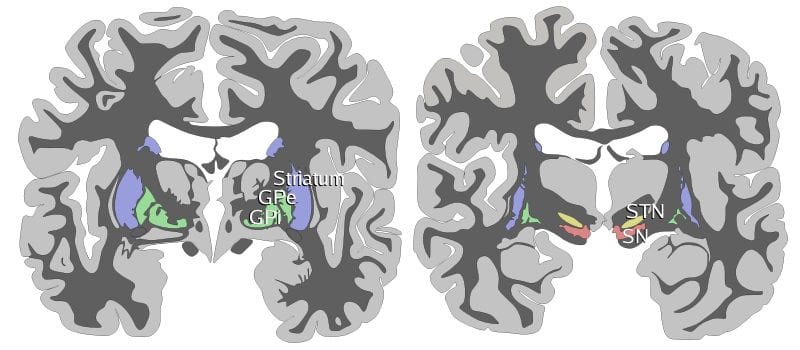 Diagram of basal ganglia anatomy