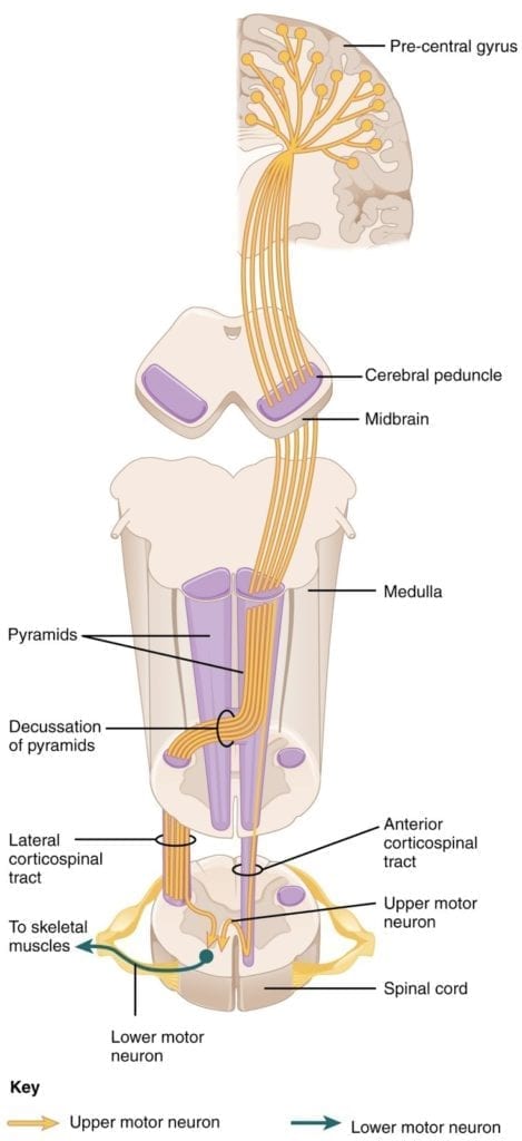 motor neuron disease motor corticospinal tract pathway diagram