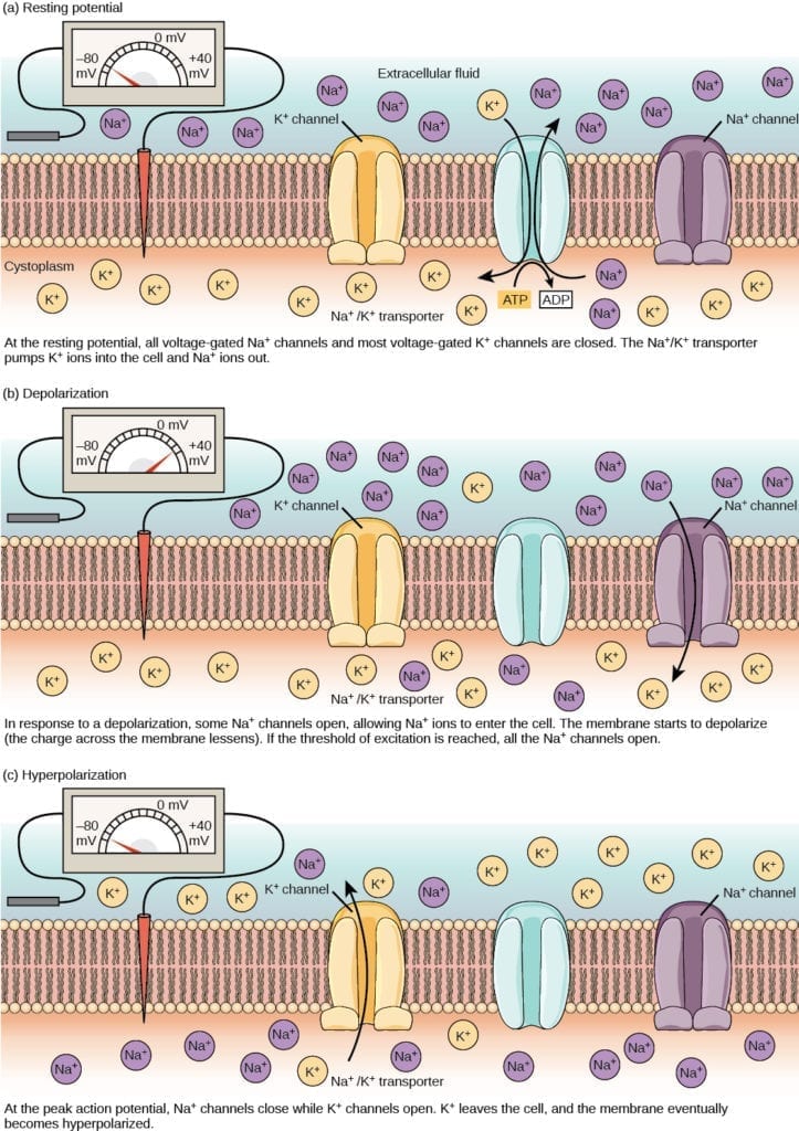 EMG and NCS basics sodium potassium channels