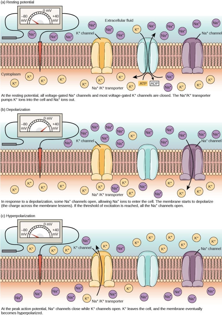 Reading EMG/NCS | Review with Practice Quiz | NowYouKnow Neuro
