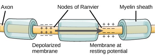 EMG and NCS action potential nodes of ranvier