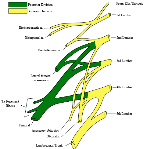 Lumbosacral Plexus Lower Extremity Neuropathies Biology Diagrams