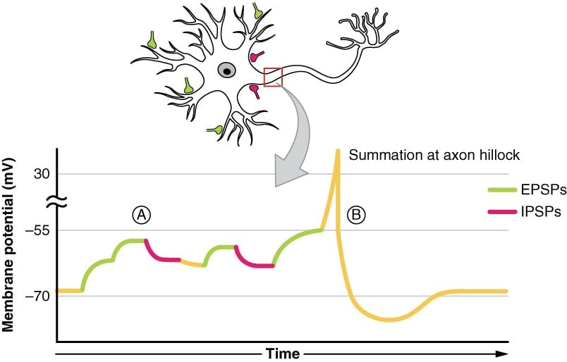 EEG review