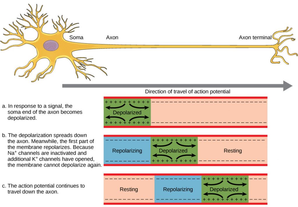 Diagram of action potential conduction