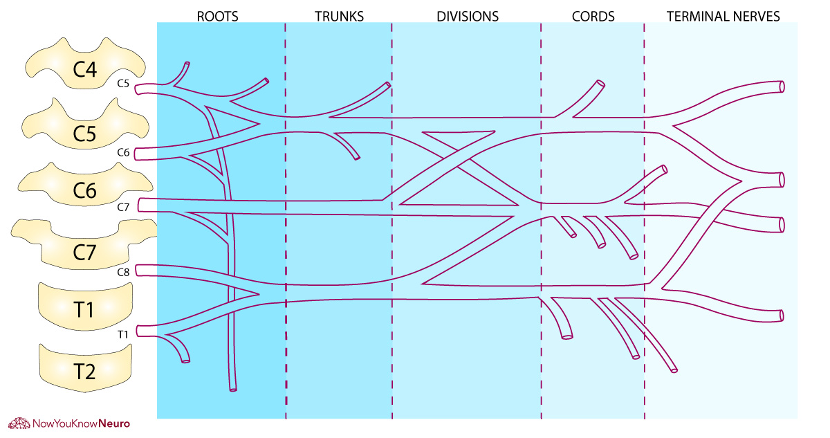 Unlabeled Brachial Plexus Diagram without labels for practice exam review sheet by NowYouKnowNeuro