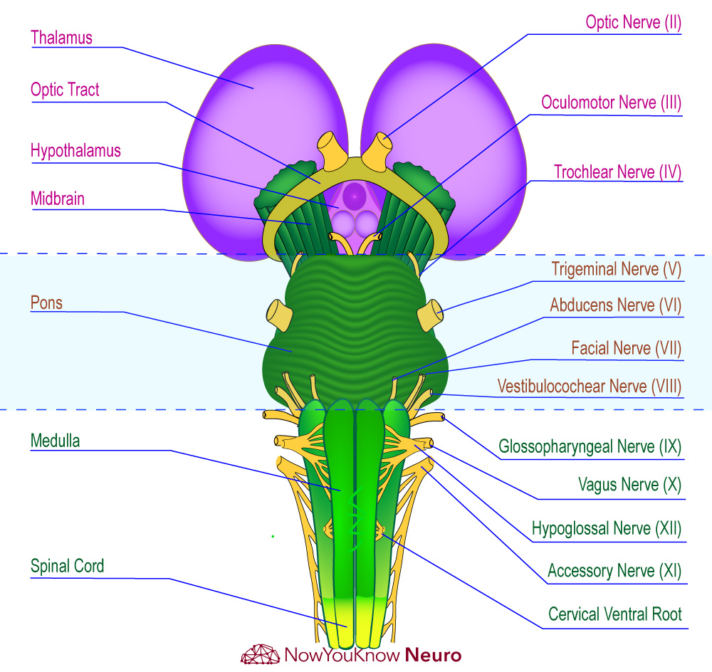 Cranial nerve and brainstem diagram and practice worksheet by NowYouKnowNeuro