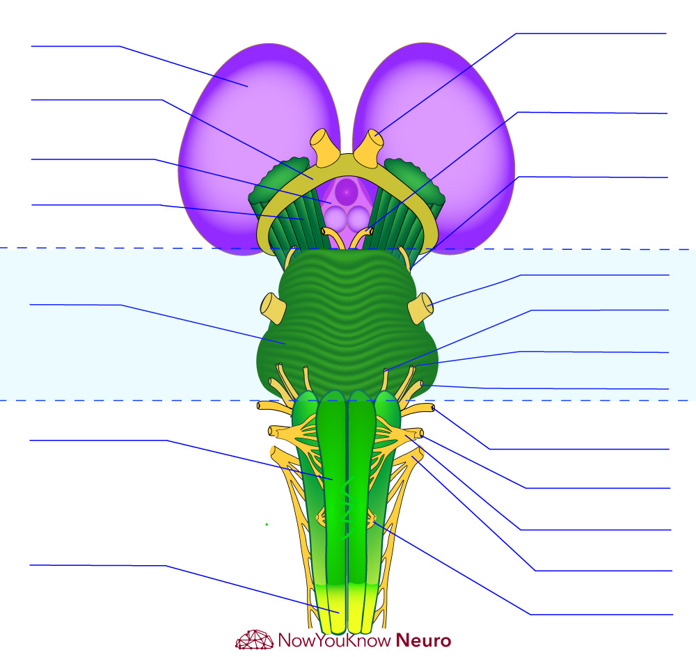 Cranial nerve and brainstem diagram without labels for practice exam review sheet by NowYouKnowNeuro