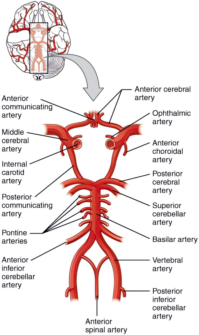 Diagram of the Cerebral Vascular System with the circle of willis