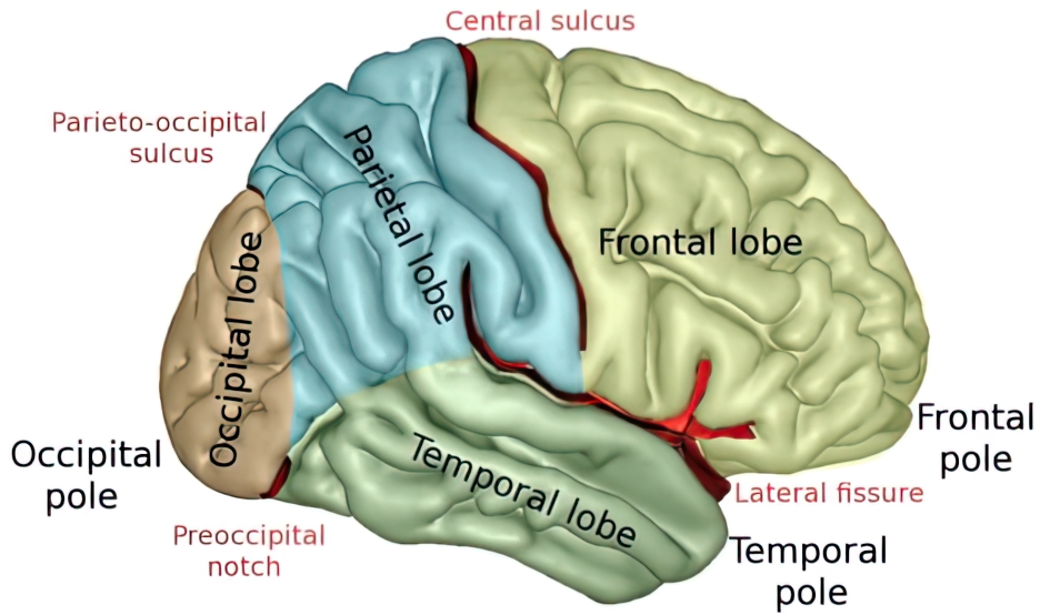 Diagram of the lobes of the cortex, exam review