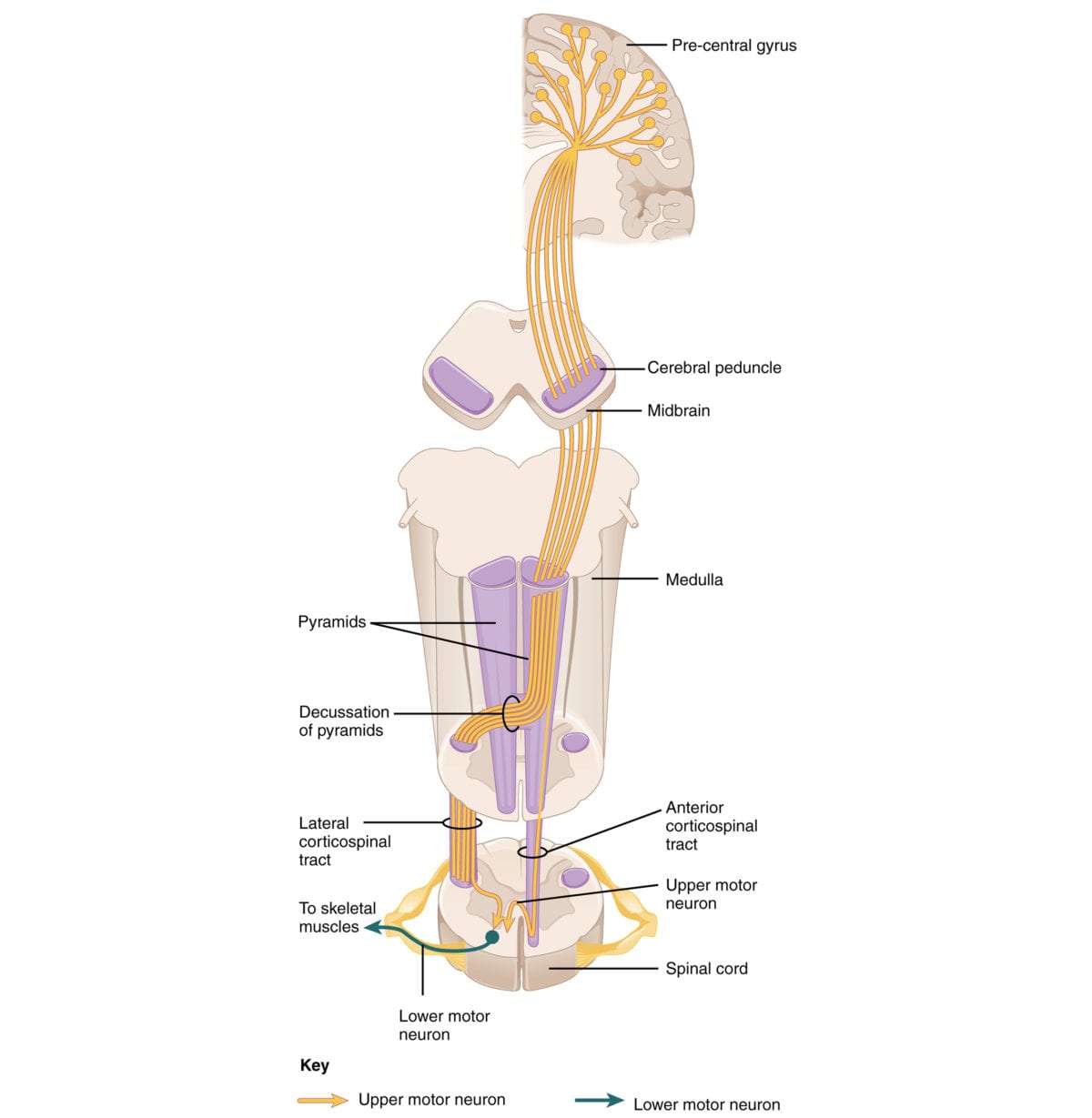 spine pathway anatomy pathology: corticospinal tract diagram