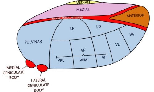 Diagram of Thalamus Anatomy with Nuclei | NOWYOUKNOWNEURO