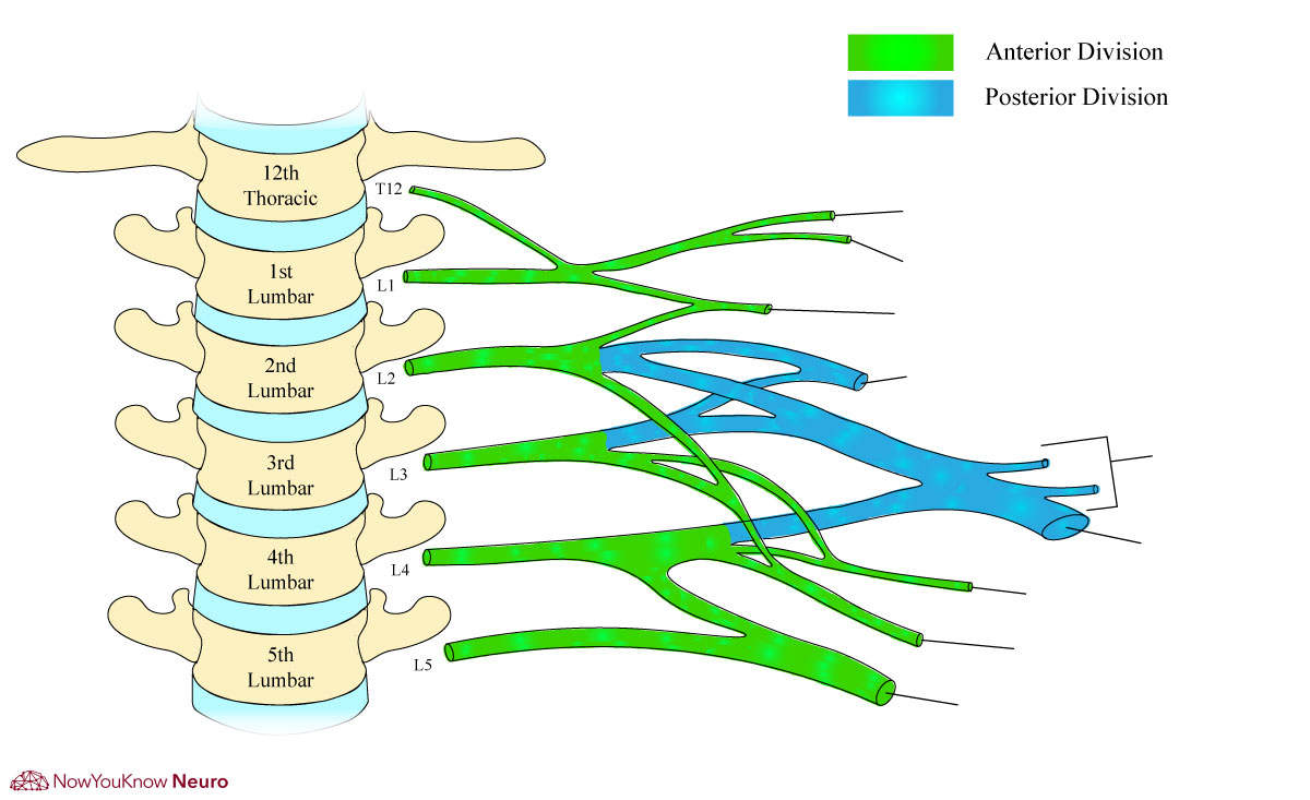 Unlabeled Lumbosacral Plexus Diagram without labels for practice exam review sheet by NowYouKnowNeuro