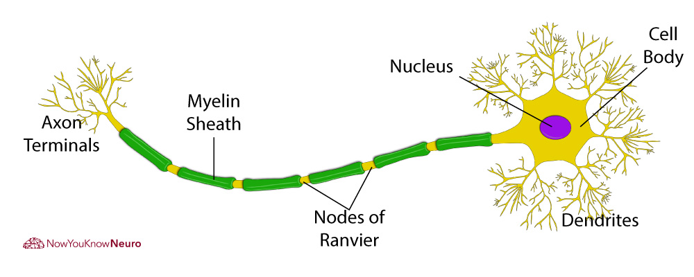 Neuron Axon Dendrite Myelin and Nodes of Ranvier Neurology Anatomy Diagram for Board Exam Review