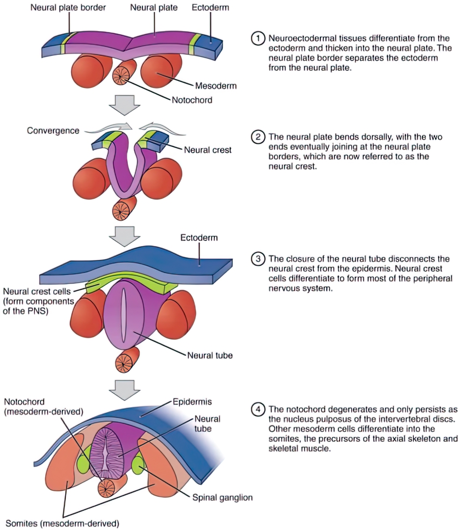 Diagram of Neuronal Development from the Notochord