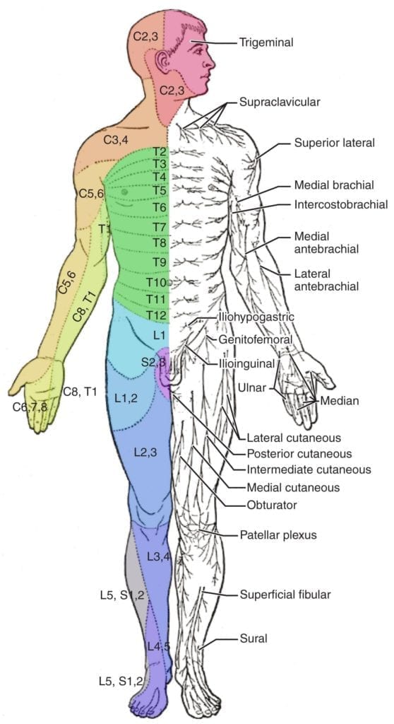Roots and Radiculopathies | NowYouKnow Neuro